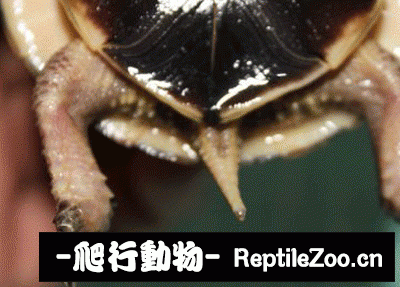 100818opttoblo3boel4zb.gif