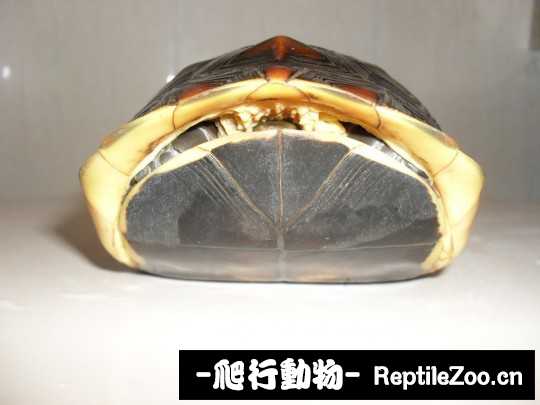 100854gaphzfypypntaynn.jpg