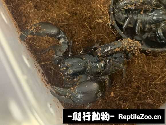 display_picture.php?url=http%3A%2F%2Fimgsa.baidu.com%2Fforum%2Fw%253D580%2Fsign%3De22888ca387adab43dd01b4bbbd5b36b%2F54a2b6a1cd11728b5d21b7c0c6fcc3cec2fd2c61.jpg