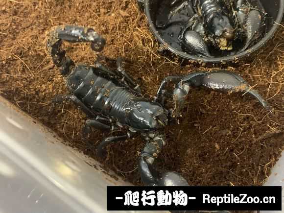 display_picture.php?url=http%3A%2F%2Fimgsa.baidu.com%2Fforum%2Fw%253D580%2Fsign%3Da6b821fcb7389b5038ffe05ab534e5f1%2Fcae82ca4462309f7003b96f07c0e0cf3d6cad61a.jpg