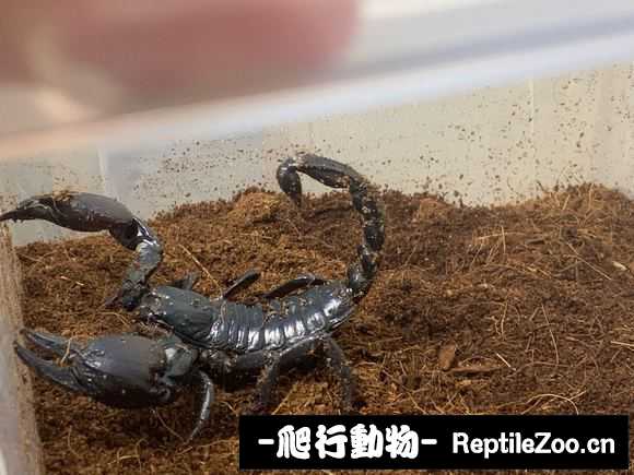 display_picture.php?url=http%3A%2F%2Fimgsa.baidu.com%2Fforum%2Fw%253D580%2Fsign%3D69c8c3c37c8b4710ce2ffdc4f3cfc3b2%2Fbca32d3fb80e7bec878e3803212eb9389a506b1a.jpg