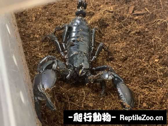 display_picture.php?url=http%3A%2F%2Fimgsa.baidu.com%2Fforum%2Fw%253D580%2Fsign%3Da4584529f5edab6474724dc8c737af81%2F491d6081800a19d8bc69bfe73dfa828ba71e460f.jpg