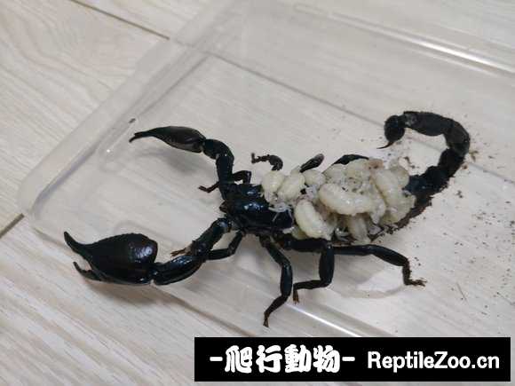 display_picture.php?url=http%3A%2F%2Fimgsa.baidu.com%2Fforum%2Fw%253D580%2Fsign%3D9bba7a188a44ebf86d716437e9f8d736%2F4a5e12178a82b901ba4a80287e8da9773812ef6d.jpg