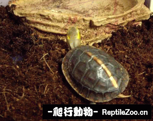 101221dyj1u0xgp5upzepg.gif