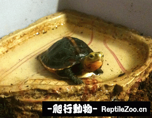 101222o97a7iz9ytma17kz.gif