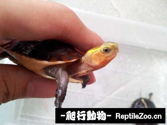 101247smkvazy78mwvyq8p.jpg