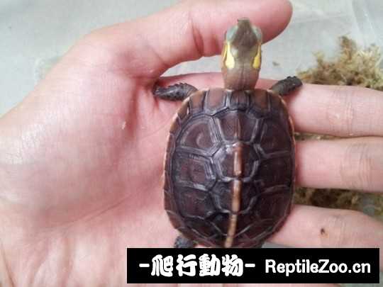 101250yzywz2r77ccschoo.jpg