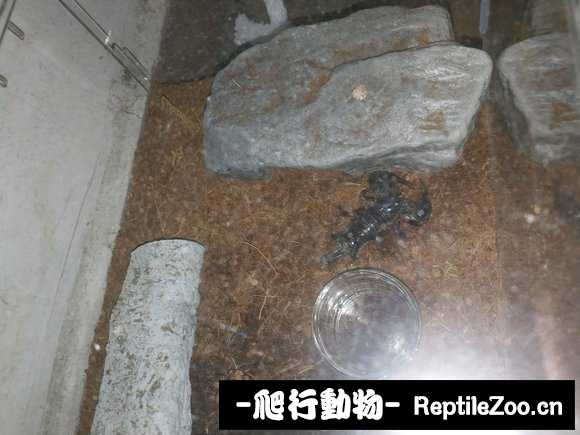 display_picture.php?url=http%3A%2F%2Fimgsa.baidu.com%2Fforum%2Fw%253D580%2Fsign%3D454a12863b2ac65c6705667bcbf0b21d%2F02742b7f9e2f070857f5e4e6e724b899ab01f283.jpg