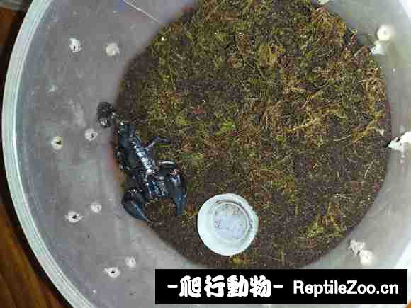 display_picture.php?url=http%3A%2F%2Fimgsa.baidu.com%2Fforum%2Fw%253D580%2Fsign%3D72db263ffe1f3a295ac8d5c6a924bce3%2F6e5a164c510fd9f929a5d2882b2dd42a2a34a4c0.jpg