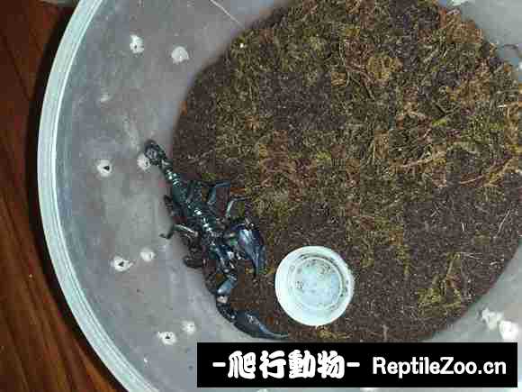 display_picture.php?url=http%3A%2F%2Fimgsa.baidu.com%2Fforum%2Fw%253D580%2Fsign%3Dee983545aac27d1ea5263bcc2bd4adaf%2F0097e9dde71190ef4c61153ec01b9d16fffa60df.jpg