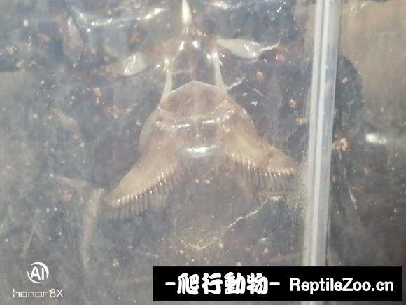 display_picture.php?url=http%3A%2F%2Fimgsa.baidu.com%2Fforum%2Fw%253D580%2Fsign%3D60a09bf74ca7d933bfa8e47b9d4ad194%2F0813c71349540923b247c29d9c58d109b2de494d.jpg