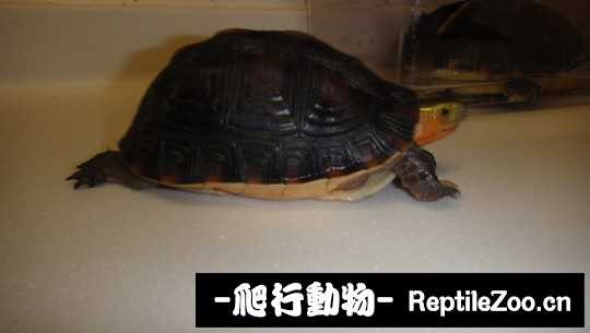 101536ifrtup8v5r485tt9.jpg