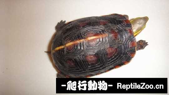 101536x4lpqpqyq9xy67ly.jpg