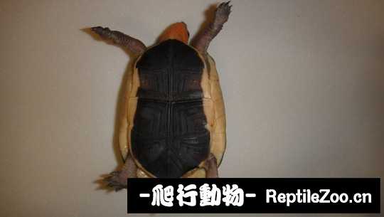 101537cp4twm4w9zu9yu1p.jpg