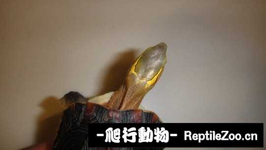 101537cvpzp29zz23q9u6v.jpg