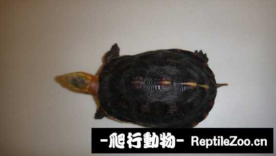 101538rn84nsww4w4word4.jpg