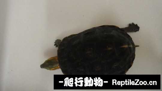 101539v92ffa2oqo4fa4f6.jpg