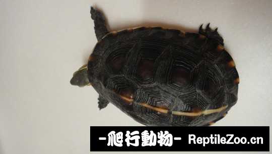 101540dn7bcv74n3akngvo.jpg