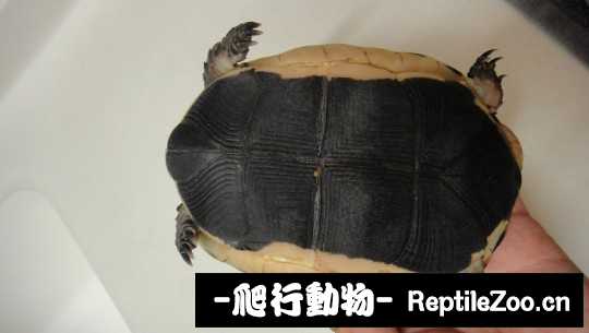 101540m8866r8yyrnqqipk.jpg