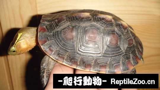 101601cjbx0dcwk7jzjazz.jpg