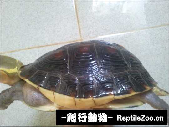 101634fu2ii0zwer5yfe73.jpg