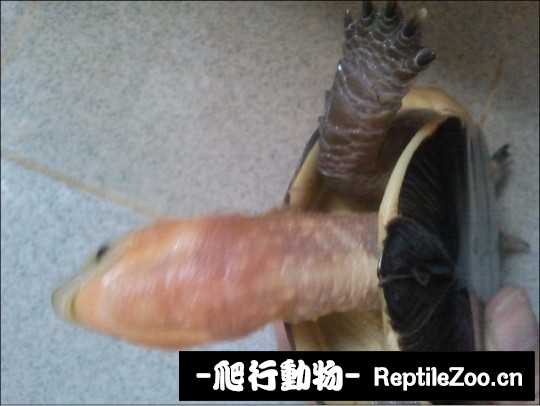 101635nk57pvpgb8cqjd9k.jpg