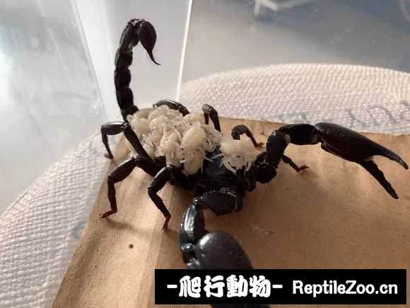 display_picture.php?url=http%3A%2F%2Fimgsa.baidu.com%2Fforum%2Fw%253D580%2Fsign%3D859adc40a7773912c4268569c8188675%2Fe2abc53d70cf3bc7eca45711df00baa1cf112acd.jpg