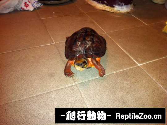 102028nk44rrcyn74fyj7n.jpg
