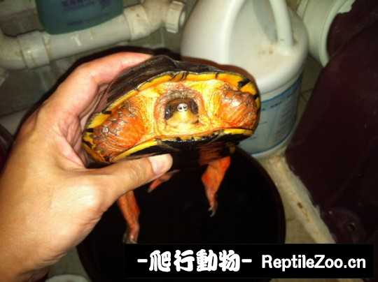 102029zjn4kfm56sx5tixt.jpg