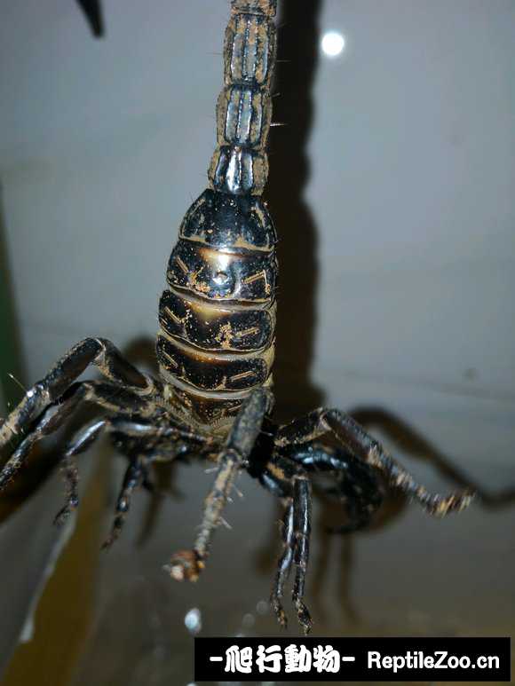 display_picture.php?url=http%3A%2F%2Fimgsa.baidu.com%2Fforum%2Fw%253D580%2Fsign%3Db1116a0e83b1cb133e693c1bed5656da%2Fb1390f3b5bb5c9ea90770202db39b60038f3b3e9.jpg