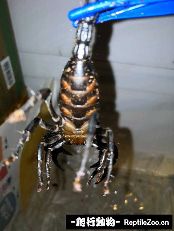 display_picture.php?url=http%3A%2F%2Fimgsa.baidu.com%2Fforum%2Fw%253D580%2Fsign%3D12cee9155fda81cb4ee683c56267d0a4%2F18b4f1faaf51f3de0b2fb8859aeef01f382979d0.jpg
