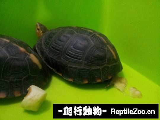 102133v2ncznztlns84ttj.jpg
