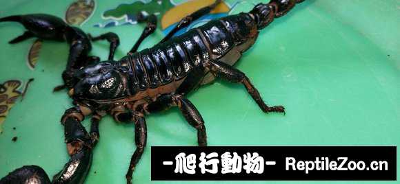 display_picture.php?url=http%3A%2F%2Fimgsa.baidu.com%2Fforum%2Fw%253D580%2Fsign%3D654b3aa13e4e251fe2f7e4f09787c9c2%2F24e6a1345982b2b7f4dda15f3fadcbef77099b09.jpg
