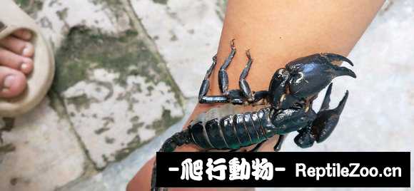 display_picture.php?url=http%3A%2F%2Fimgsa.baidu.com%2Fforum%2Fw%253D580%2Fsign%3D652cd7600446f21fc9345e5bc6266b31%2Ffc930655b319ebc405a3ef028c26cffc1c1716f0.jpg