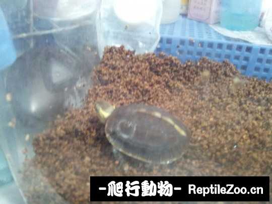 102433to2wjjp5pjph2hpl.jpg