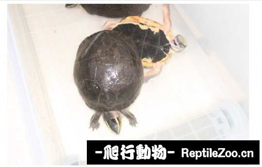 102440g1raohxzhhapdrwf.jpg