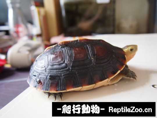 102457uz0yzuq80ipyylbu.jpg
