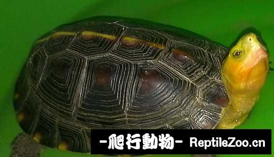 102511ydx7nskqqpxn48nk.jpg