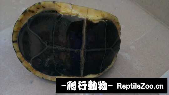 102512vd03630dt5vdrgrt.jpg
