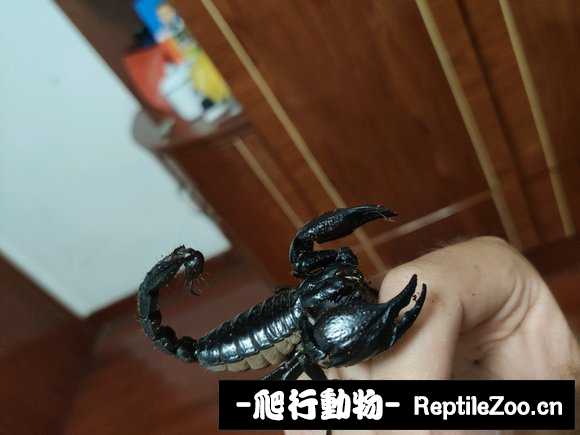 display_picture.php?url=http%3A%2F%2Fimgsa.baidu.com%2Fforum%2Fw%253D580%2Fsign%3D4bc761b7c6fcc3ceb4c0c93ba244d6b7%2Ffe4e58e736d12f2eb5ef43f541c2d562873568db.jpg