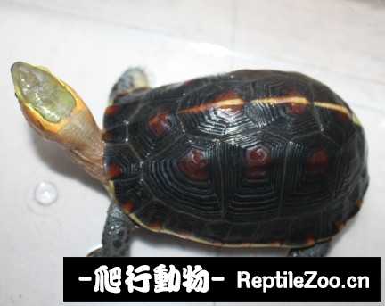 102652zghtmitnvxmy72vg.jpg
