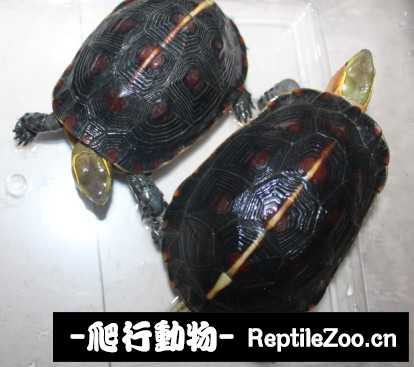 102653idihrbp3disz41rs.jpg