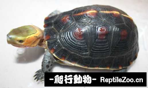 102653lu3zdhpuueh8emc3.jpg