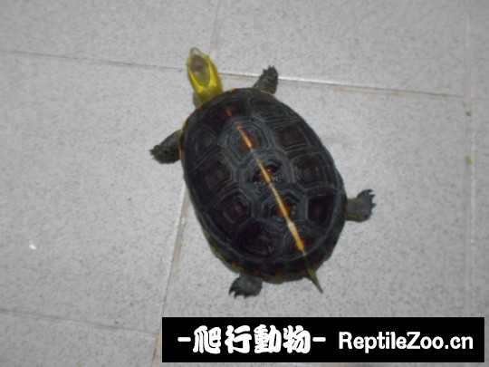 102703l1eea9il22nl2qip.jpg