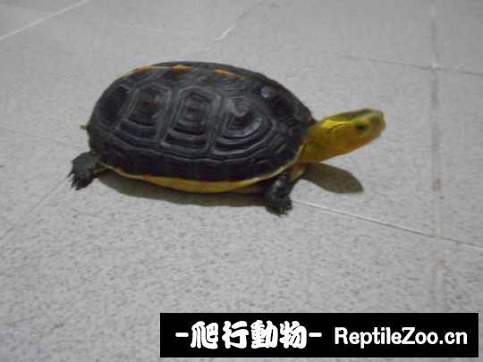 102704o90t0st90dzz202t.jpg