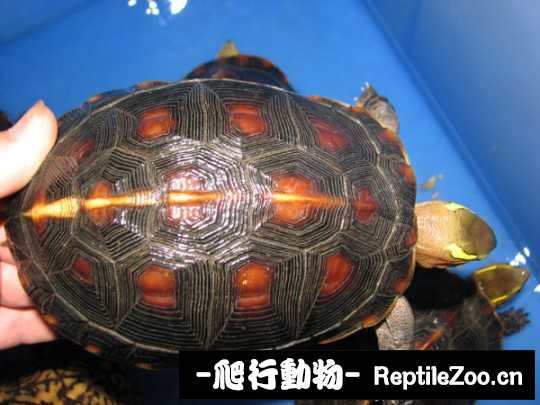 102737omdccpr7adbuzzup.jpg