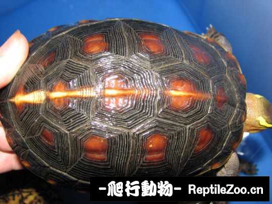 102737vzmtbougg29g6oon.jpg