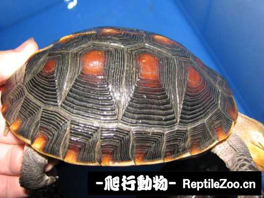 102738xfhz57pfdf66ph6u.jpg