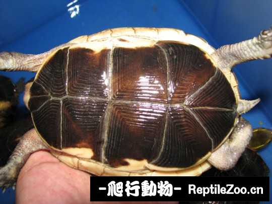 102739elibj4oppjmg8pxp.jpg