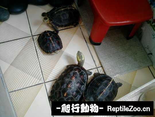 102807g3aft6pe0a8yiht7.jpg